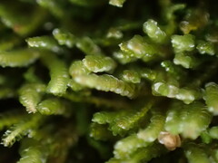 Marsupella emarginata