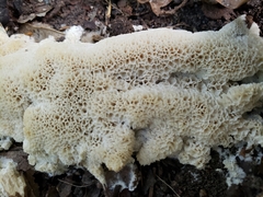 Myxomycetes