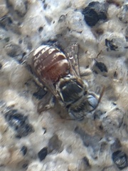 Anthophorula