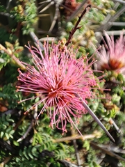 Calliandra chilensis