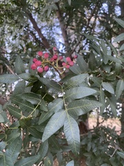 Pistacia atlantica