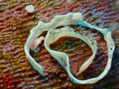 Favorinus mirabilis