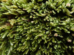 Marsupella emarginata