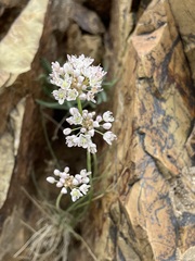 Allium rubens