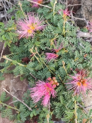 Calliandra chilensis