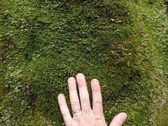 Marsupella emarginata