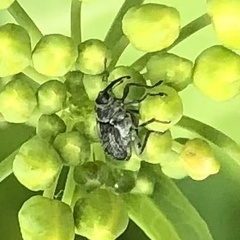 Ceutorhynchus obstrictus