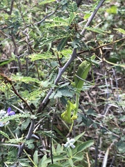 Stagmomantis limbata