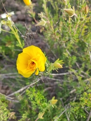 Eschscholzia californica