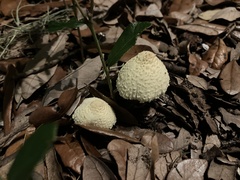 Leucocoprinus