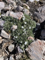 Phlox condensata
