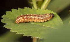 Choristoneura fumiferana