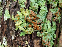 Ricasolia quercizans