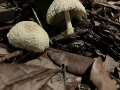Leucocoprinus