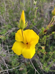 Eschscholzia californica