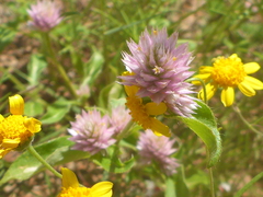 Gomphrena globosa