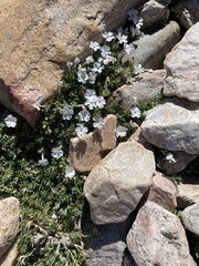 Phlox condensata