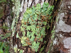 Ricasolia quercizans