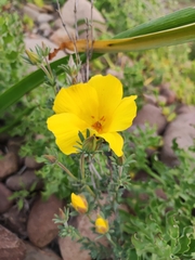 Eschscholzia californica
