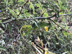 Stagmomantis limbata