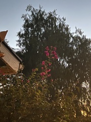 Magnoliopsida
