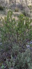 Styphelia triflora