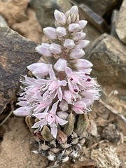 Orostachys thyrsiflora