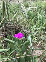 Carpobrotus glaucescens