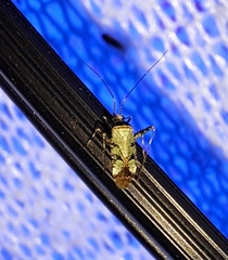 Phytocoris eximius