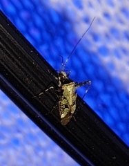 Phytocoris eximius