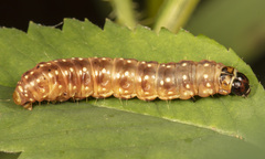 Choristoneura fumiferana