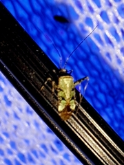 Phytocoris eximius
