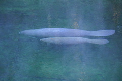 Trichechus manatus