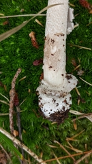 Amanita rhacopus