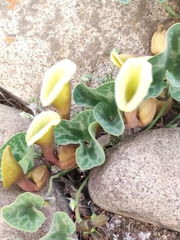 Aristolochia