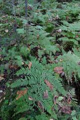 Dryopteris expansa
