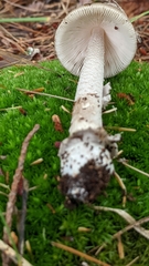Amanita rhacopus