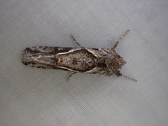 Chrysodeixis argentifera