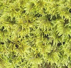 Hylocomium splendens