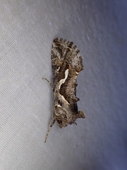 Chrysodeixis argentifera