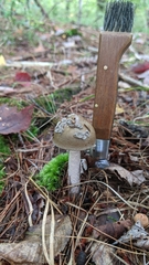 Amanita rhacopus