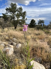 Chilopsis linearis