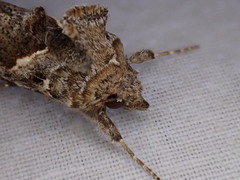 Chrysodeixis argentifera