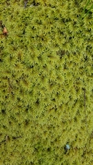 Hylocomium splendens