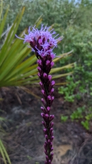 Liatris tenuifolia