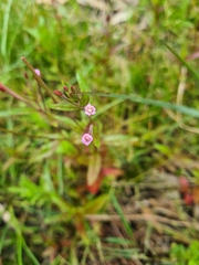 Epilobium