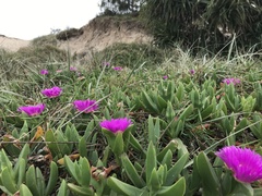 Carpobrotus glaucescens