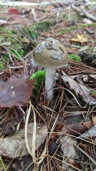 Amanita rhacopus