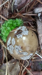 Amanita rhacopus