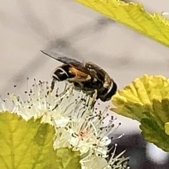 Eristalis arbustorum